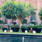 Black Sofa Collection