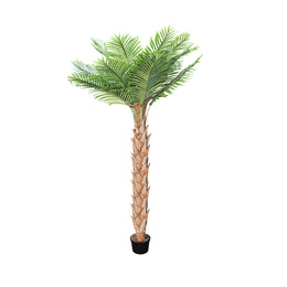 Potted palm tree on a white background