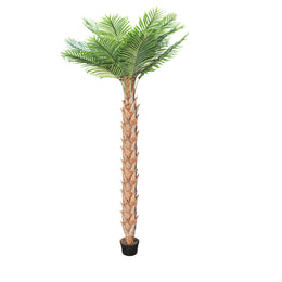 Potted palm tree on a white background